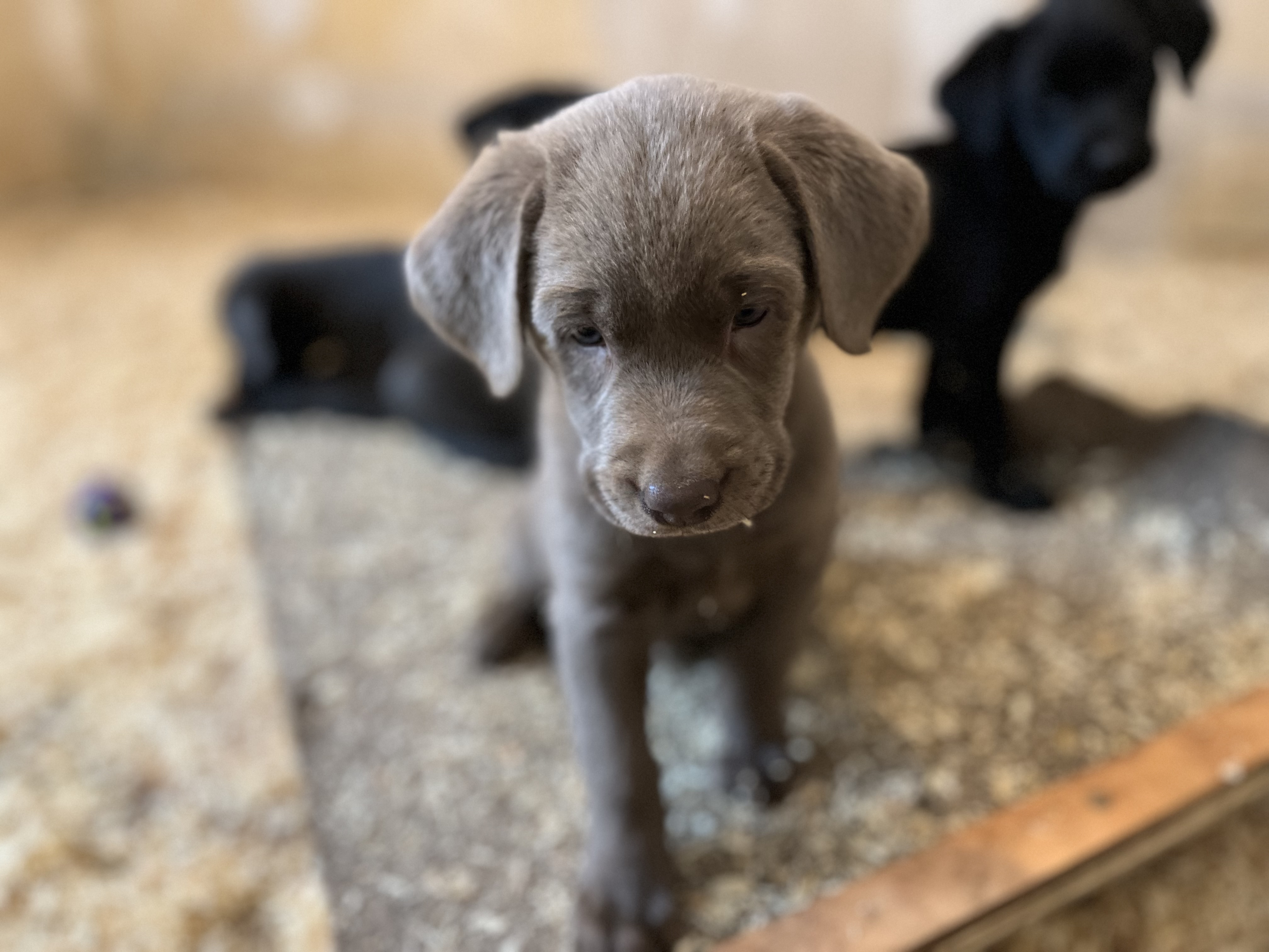 Labbies of Love- prignitz, Berliner Straße 2a in Gumtow