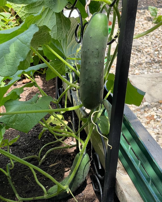 Images Edible Gardens Inc