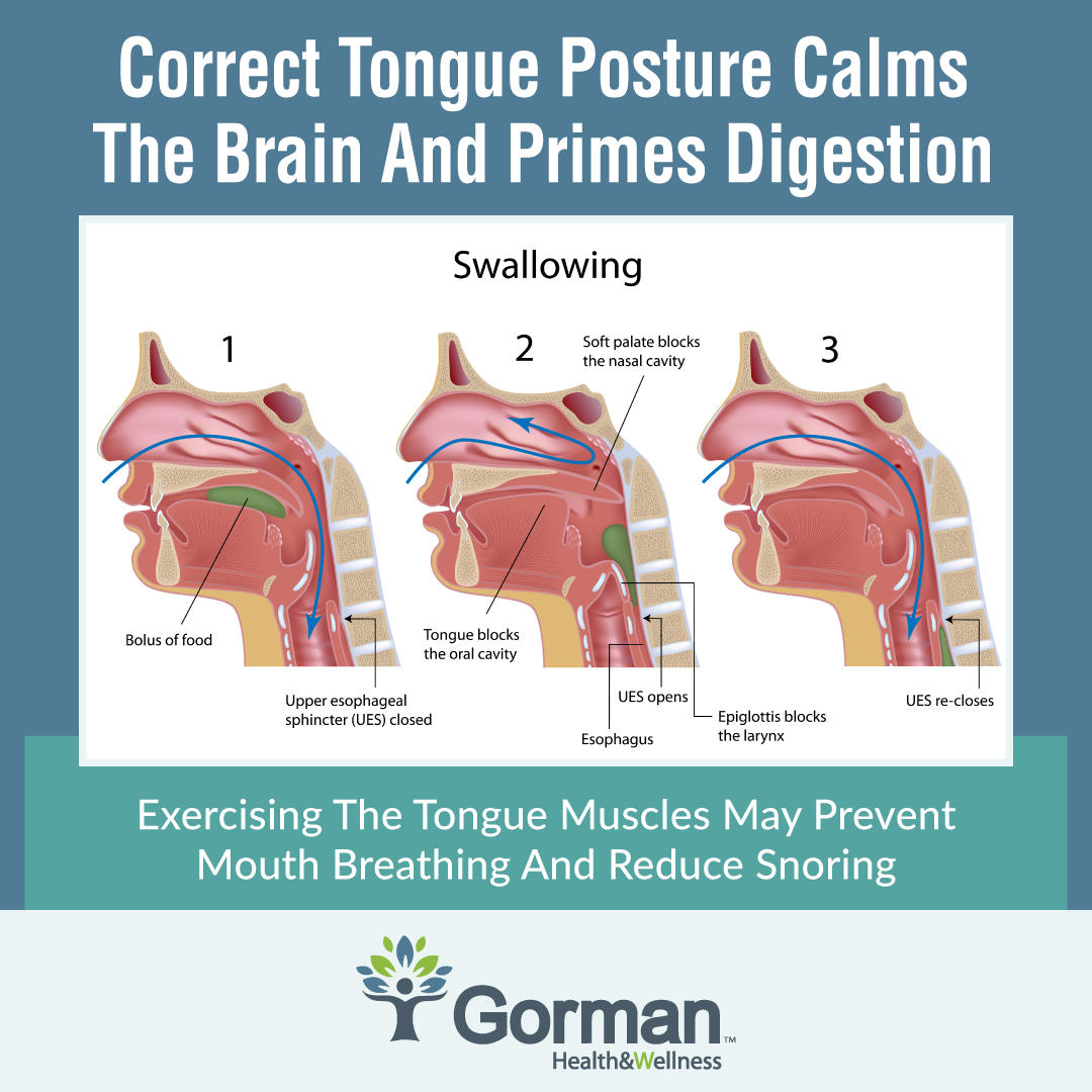 Tongue posture has incredible significance when it comes to brain and digestion health. Exercising your tongue is key! 
#TongueTie #MyofunctionalTherapy #Tonguehealth #SleepHealth #BrainHealth