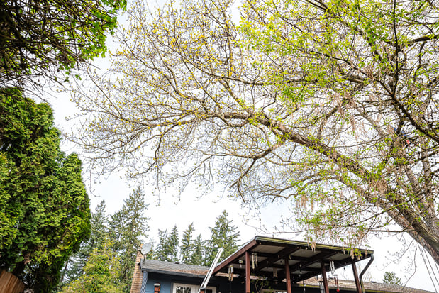 Images Branching Out Tree Care, LLC