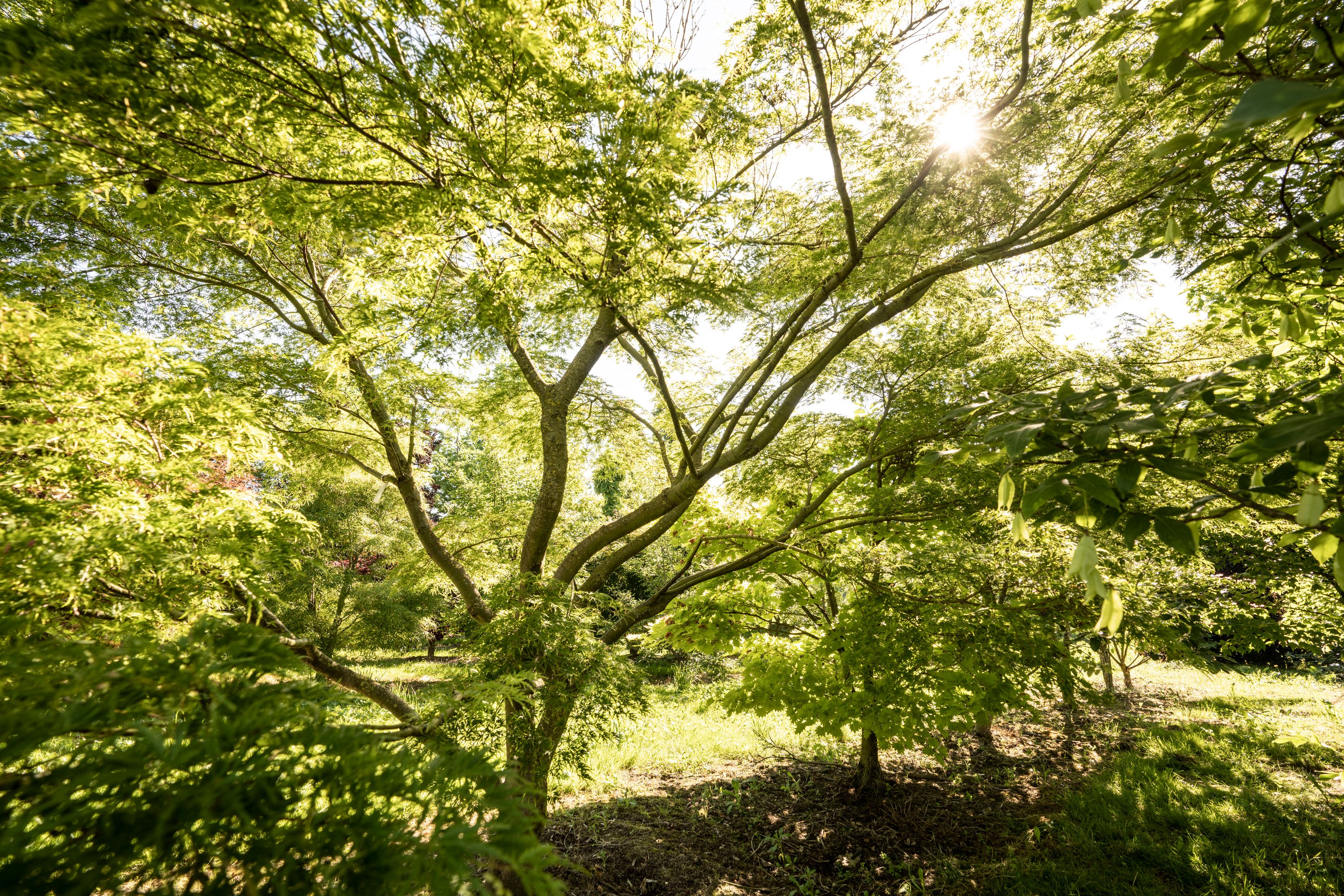 Bilder wüthrich pflanzen ag