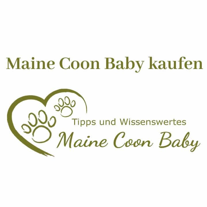 Logo Maine Coon Baby kaufen