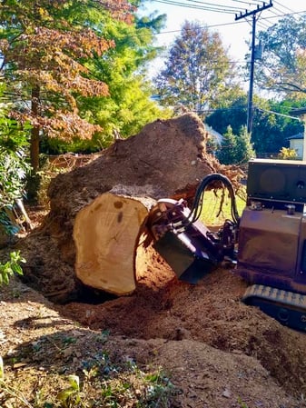 Images Greg's Stump Grinding