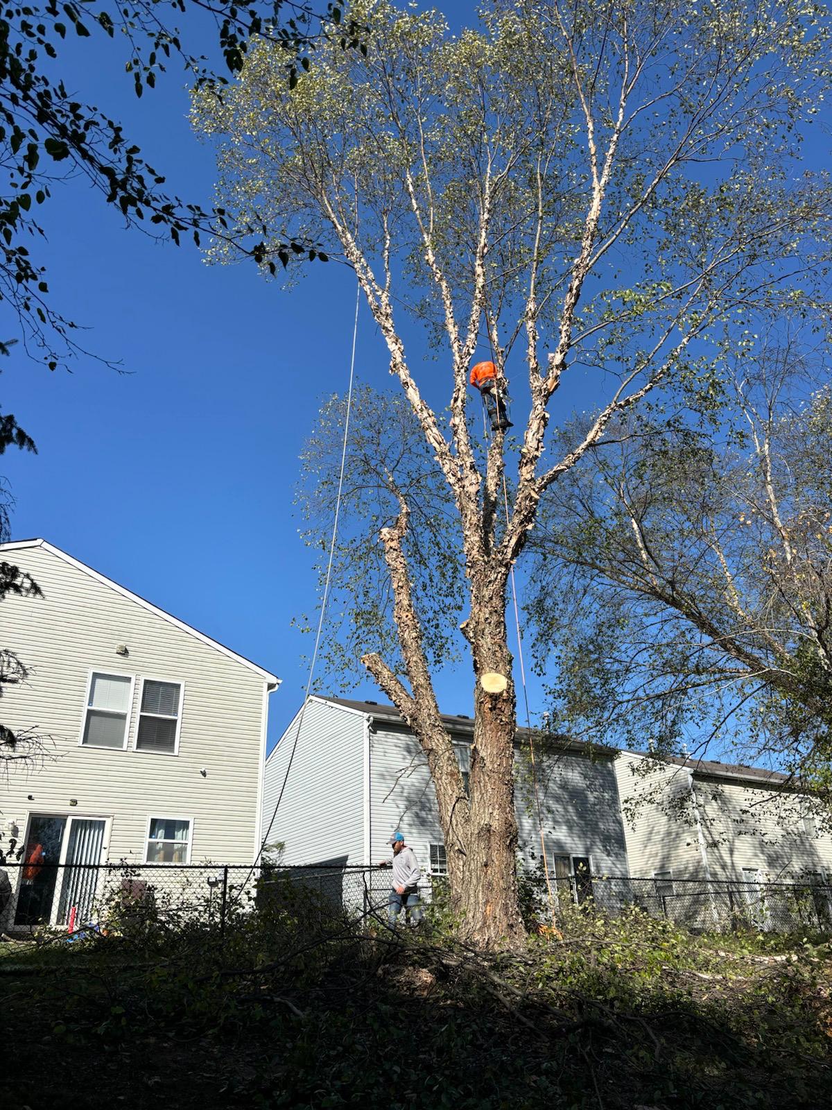 David Tree Service - Comprehensive tree care services