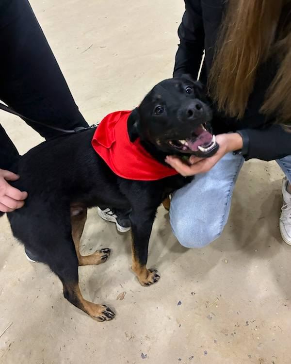 Angie Lewis - State Farm Insurance Agent Image