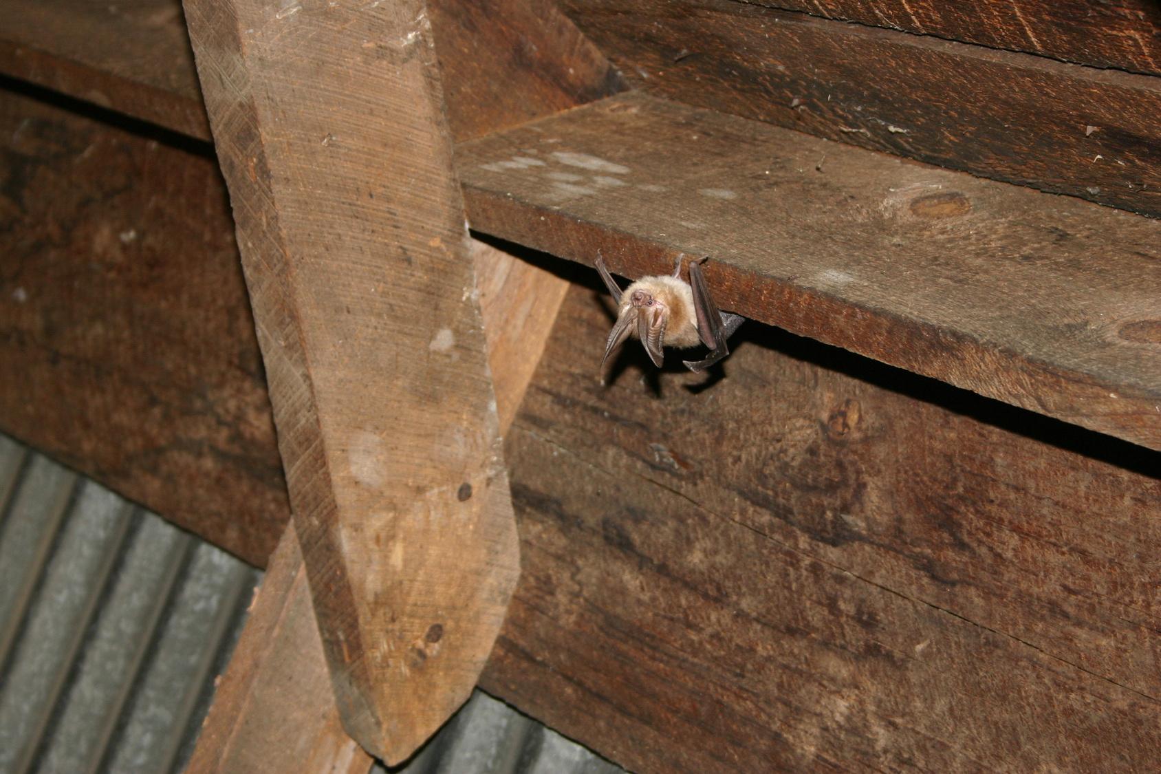 Animals in the attic Animal Control Specialists Inc Wauconda (847)827-7800