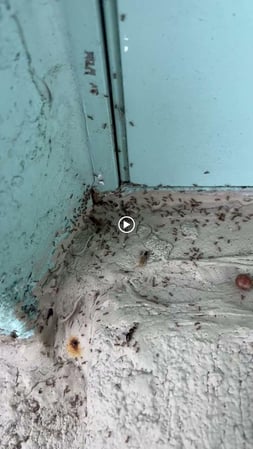 Images Organa Pest Control
