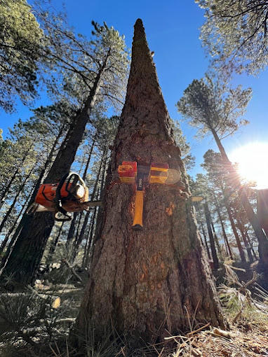 Dark Sky Arborist - Flagstaff, AZ 86001 - (928)963-0063 | ShowMeLocal.com