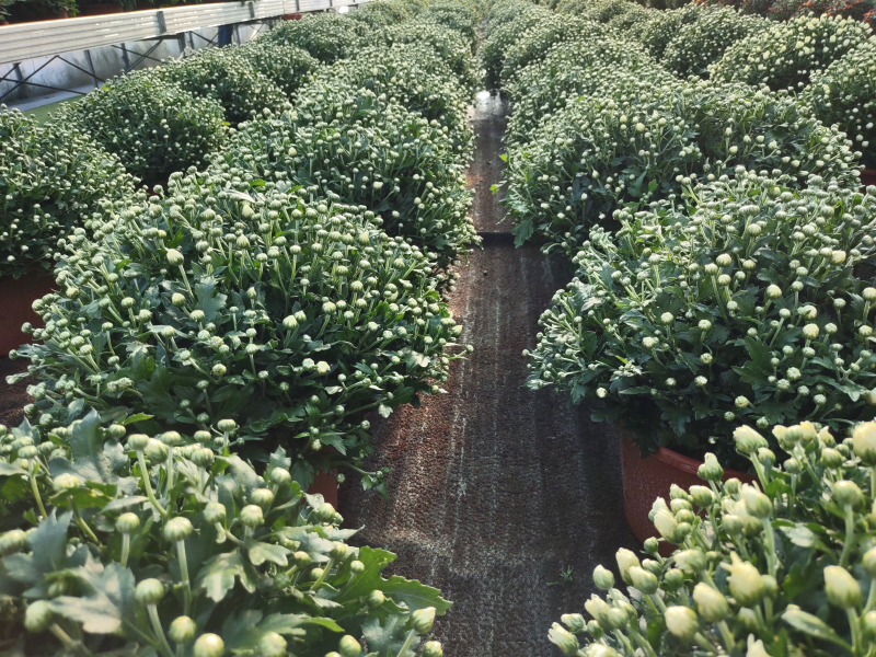Images Azienda Agricola Magnani Gigliola