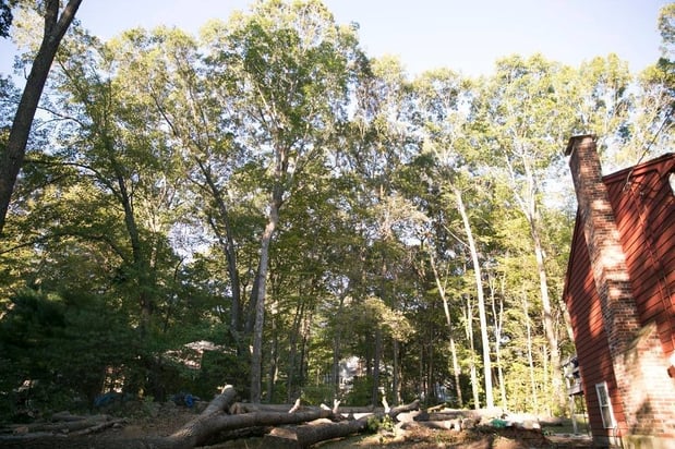 Images Foppema Tree Care
