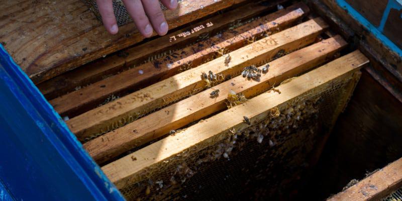 HAVE YOUR BEE REMOVAL DONE PROFESSIONALLY, SAFELY, AND COMPLETELY WITH OUR HELP!