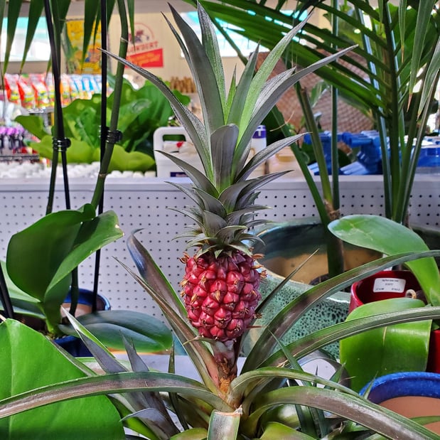 Images Deep Roots Garden Center