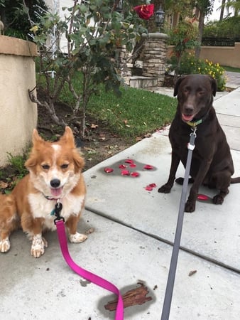 Images Del Mar Doggers dog walking, dog sitting, overnight stays