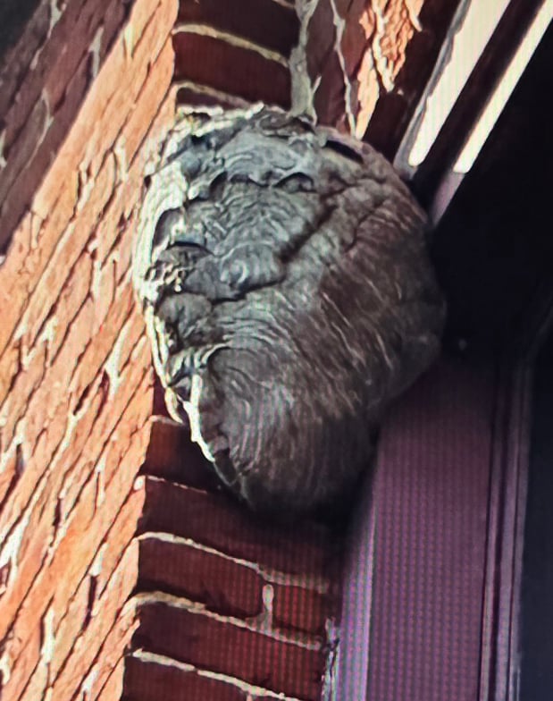 Images Tele-Pest Inc