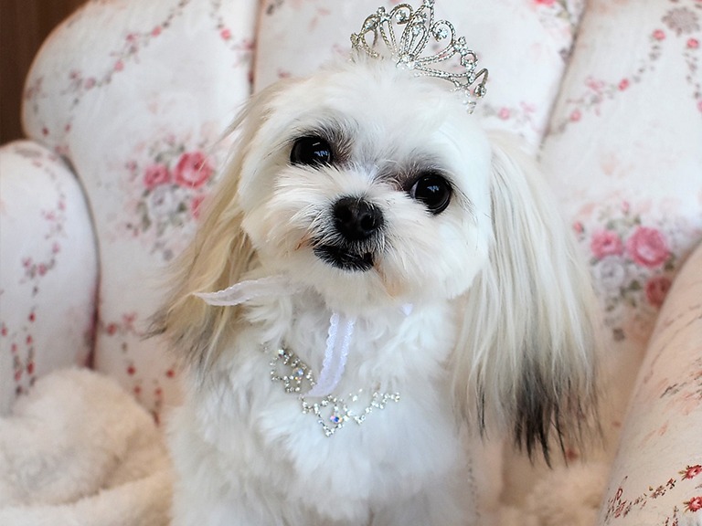 Images わんわんスタイルANNE