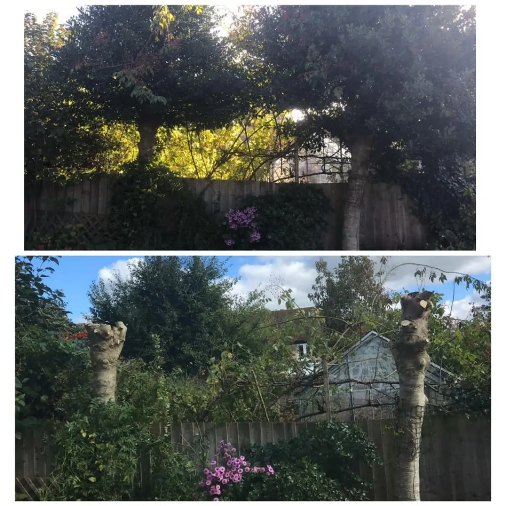 Images Wincanton Tree Care