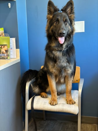 Images VCA Everett Animal Hospital