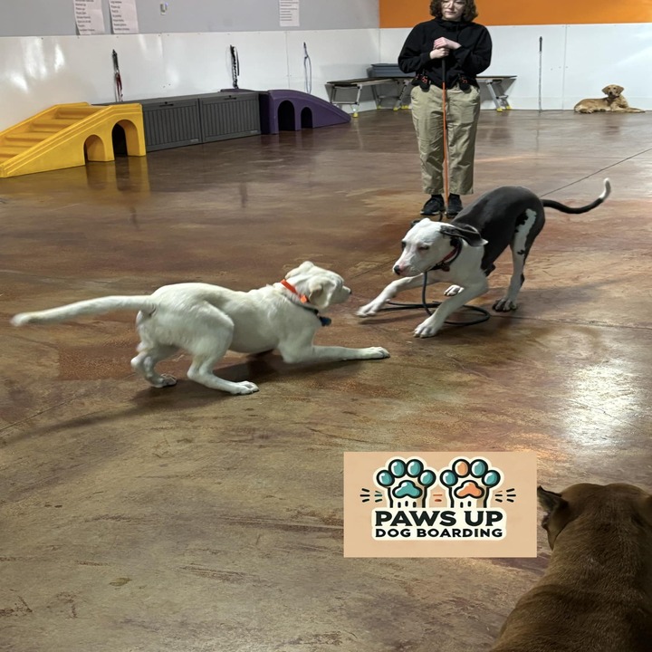 Images Paws Up Daycare & Boarding