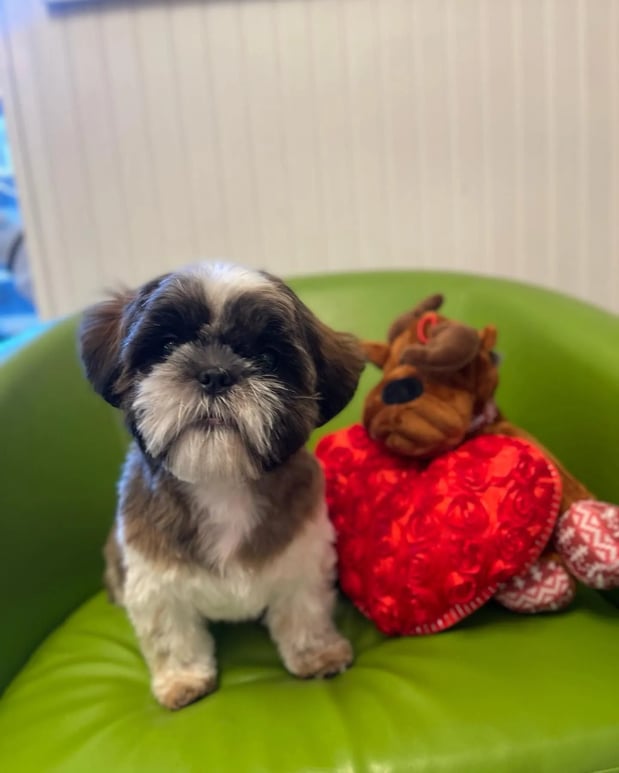 Images Pamper Your Pet II