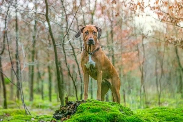 Fotogebell Hundefotografie - Carsten Pöhler Hund posiert auf Baumstumpf im Wald, natürliche Hundefotografie Münster. Präzise Bildkomposition mit Licht und Tiefe für authentisches Outdoorportrait.