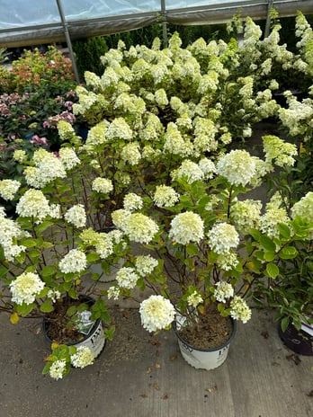 Images Ultimate Nursery Macomb
