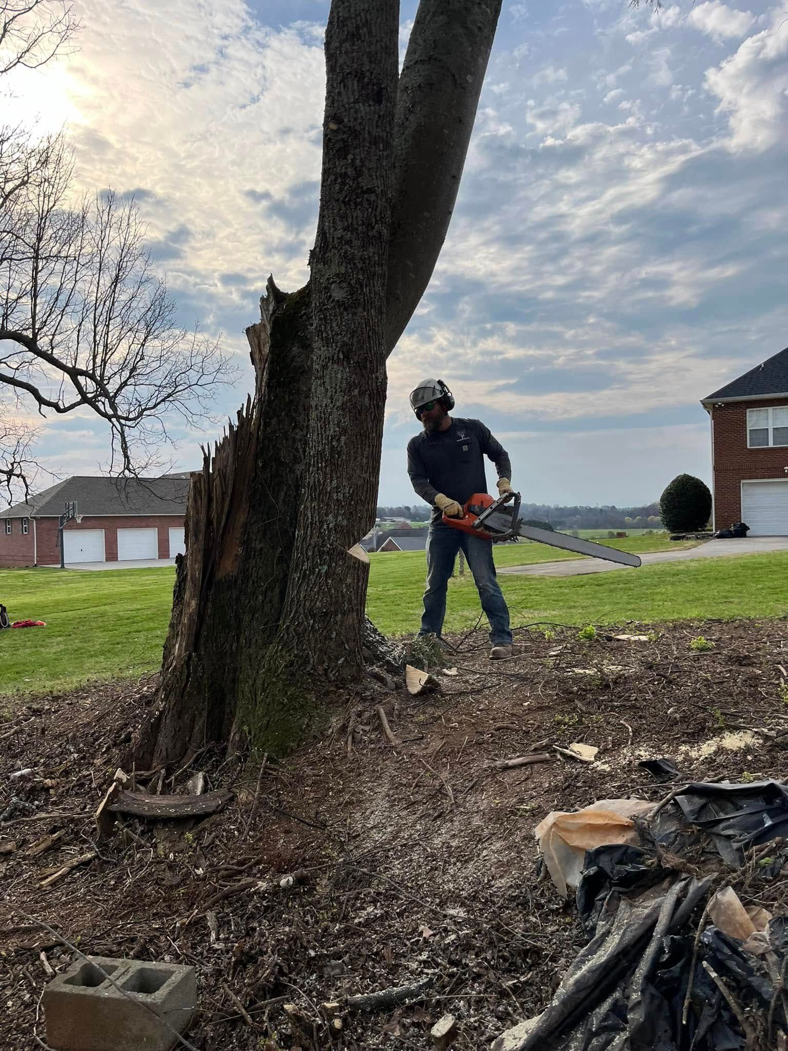 Precision Tree Service Image