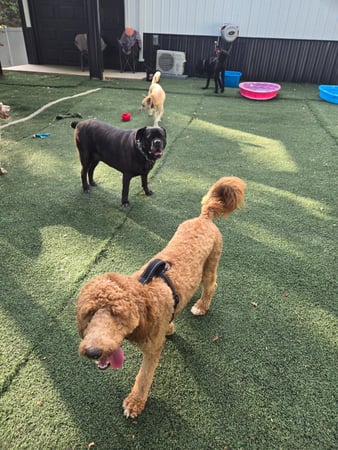 Images Wag Watchers DayCare & Spa