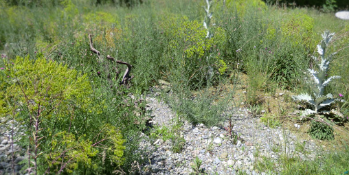 Bösch-Gärten AG, Zürcherstrasse 17 in Neerach