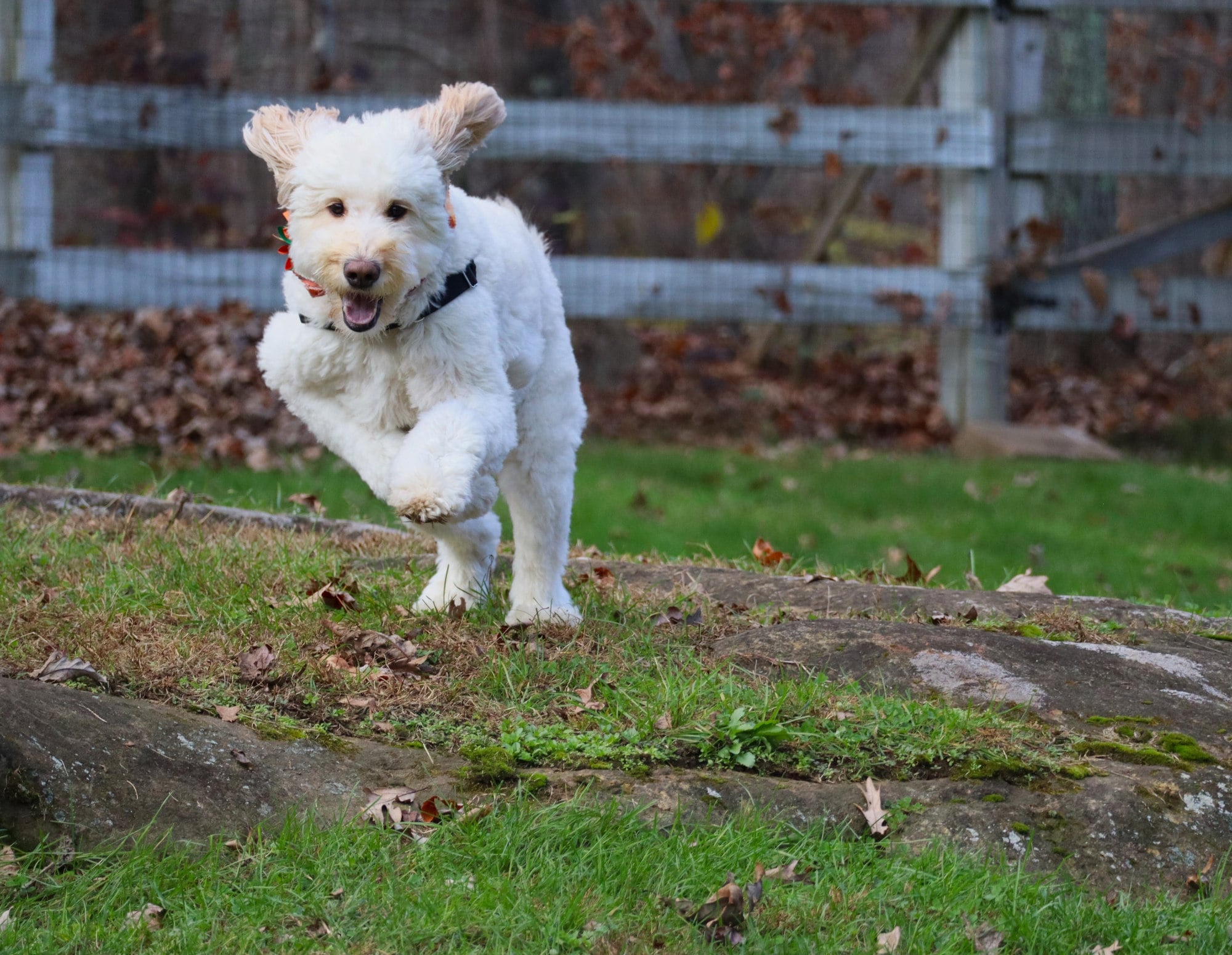 For nearly 40 years, dogs have been central to my happiness and well-being.