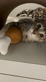 Images VCA Preston Park Animal Hospital