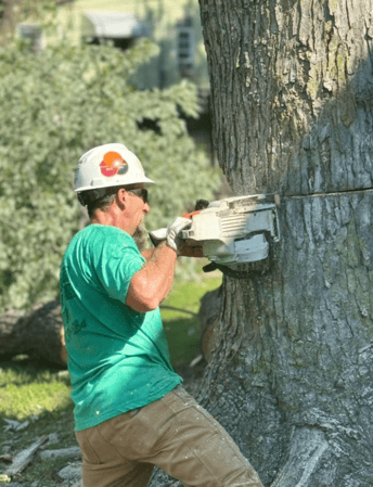 Images Mason Tree Service