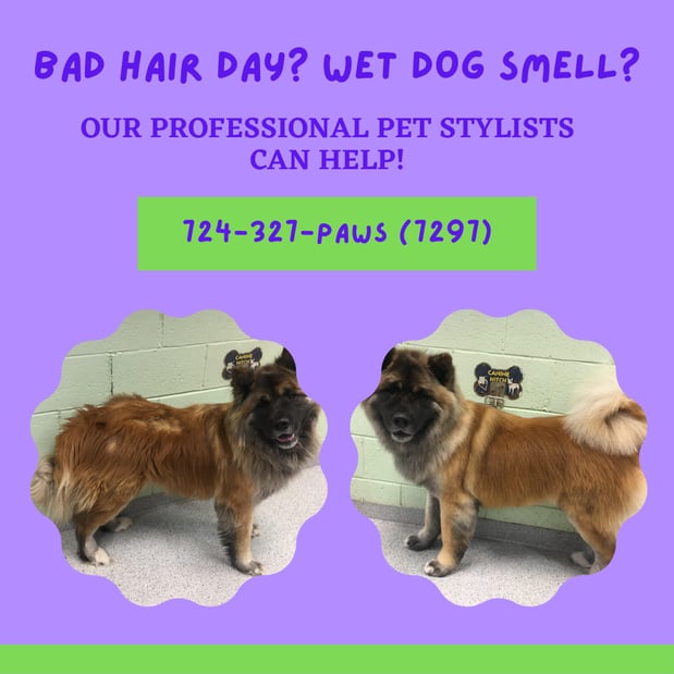 Images Walkers Pet HoTail Pet Care Center