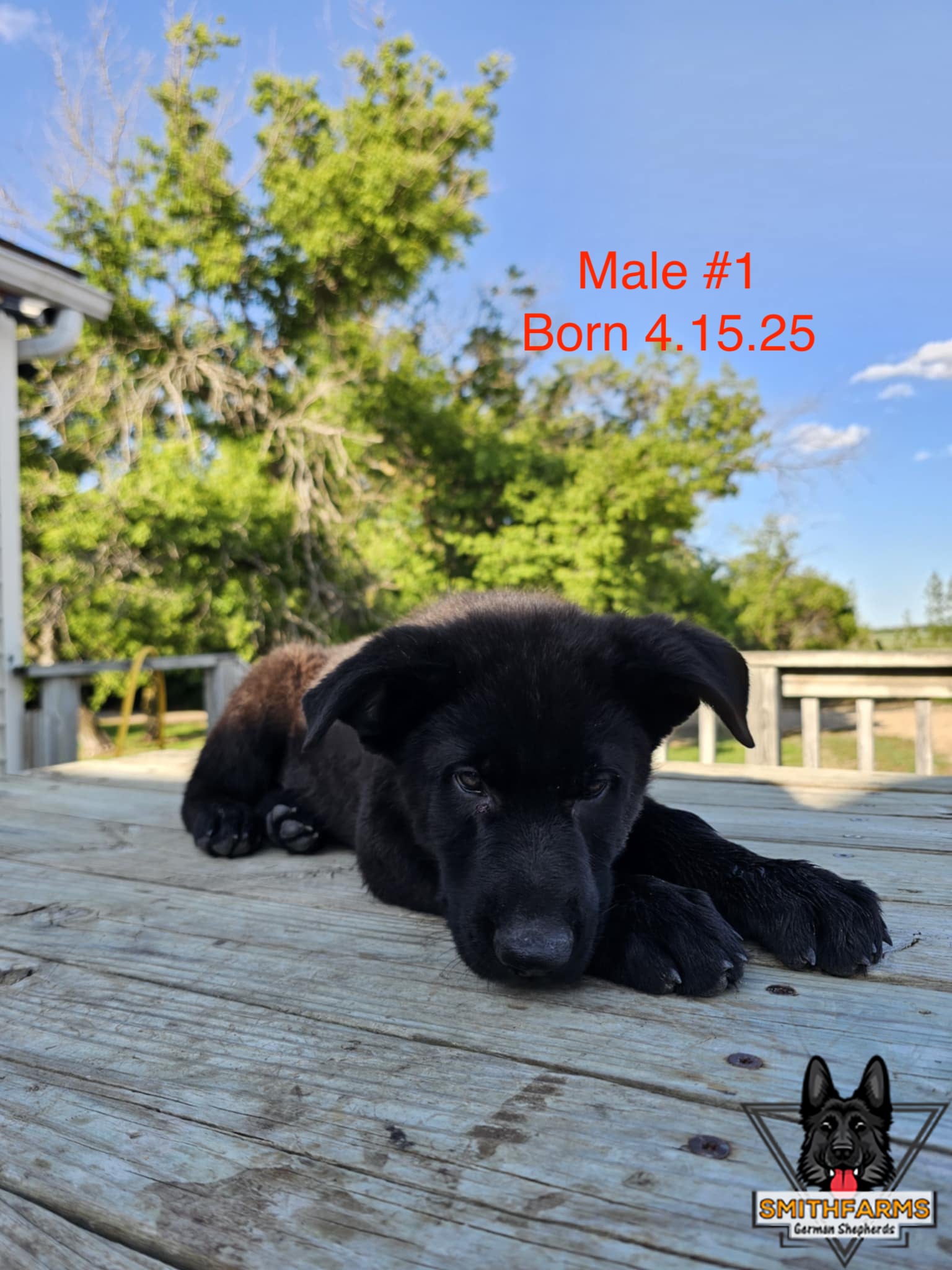 SmithFarms German Shepherds Image