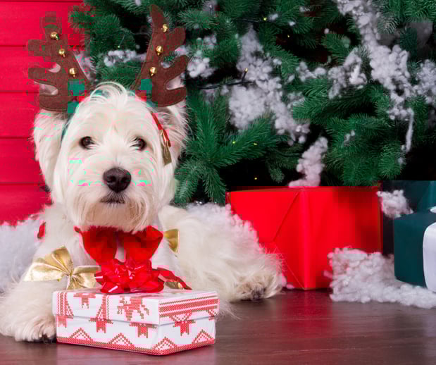 Images Great Outdogs