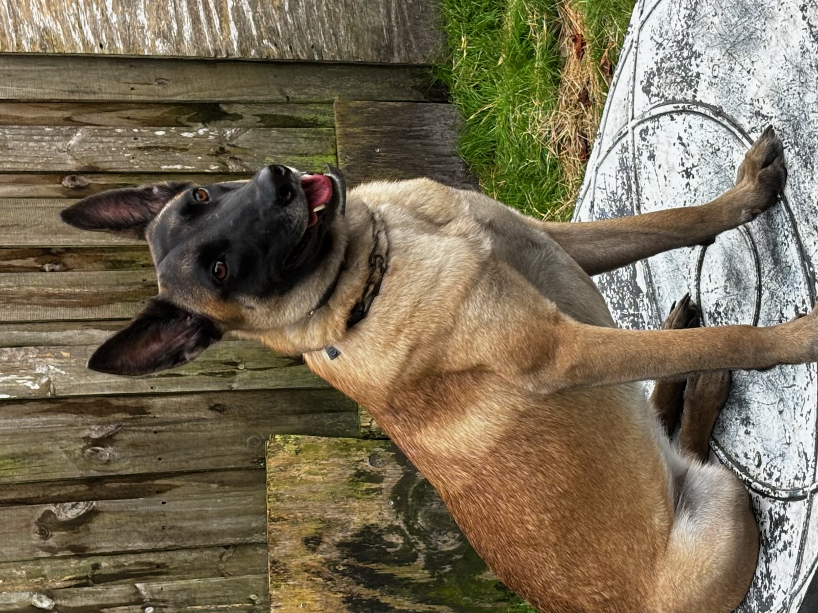 Russell's K9 Academy Image