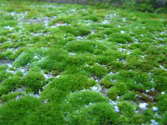 Images FinFami Pohjois-Karjala Ry