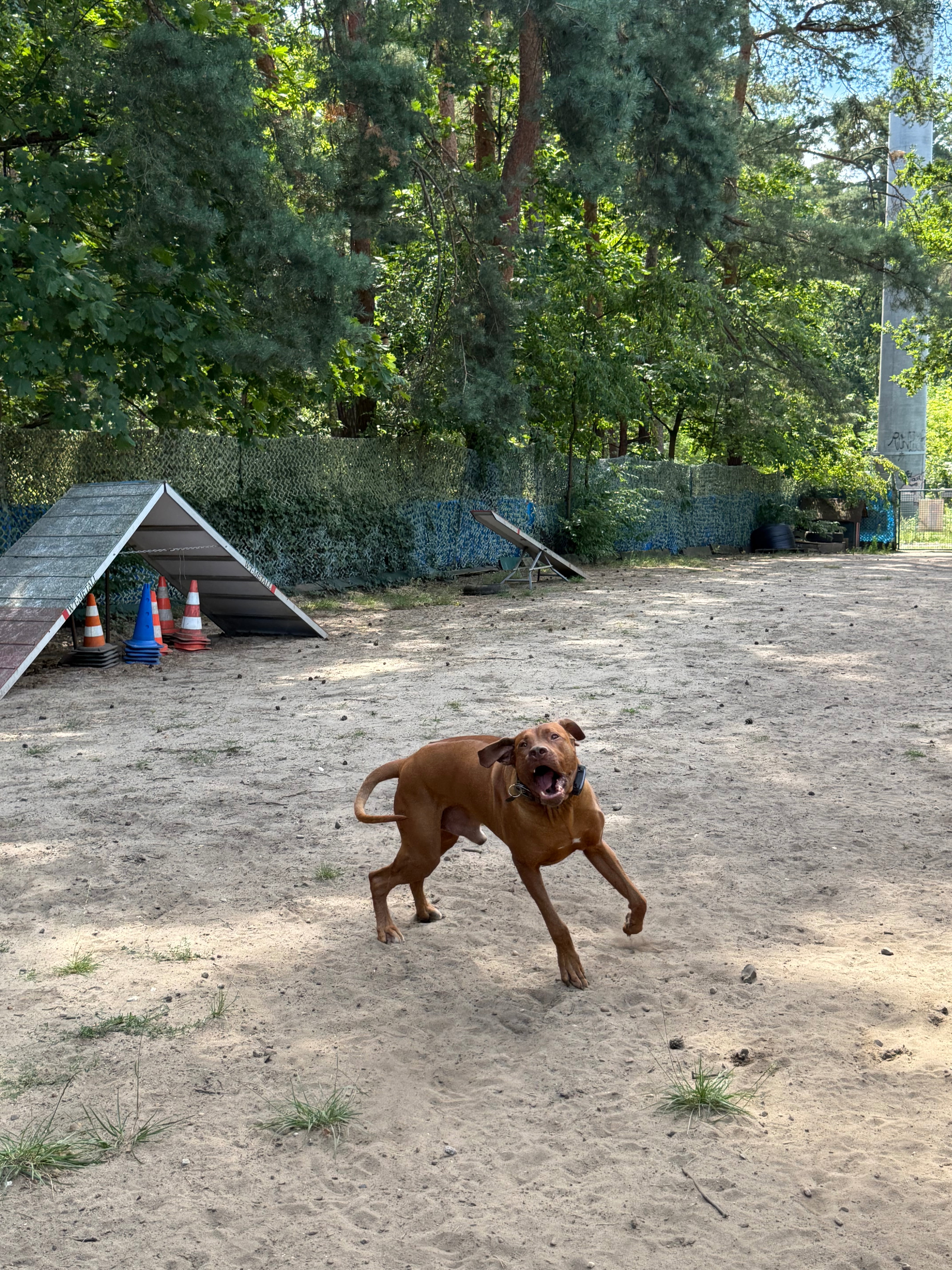 Bild 8 Dogcoach Hundezentrum in Berlin