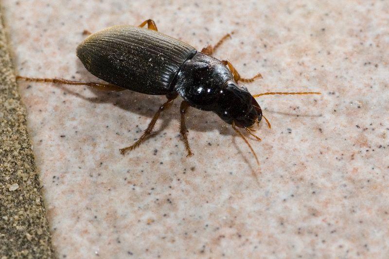 Images Kattura Servizio di Disinfestazione e Derattizzazione