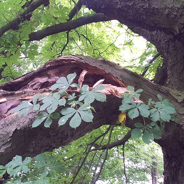 Bild 4 Zibell-Ihre Baumprofis! in Geesthacht