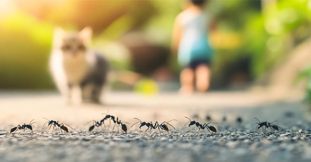Images NJ Pest Control