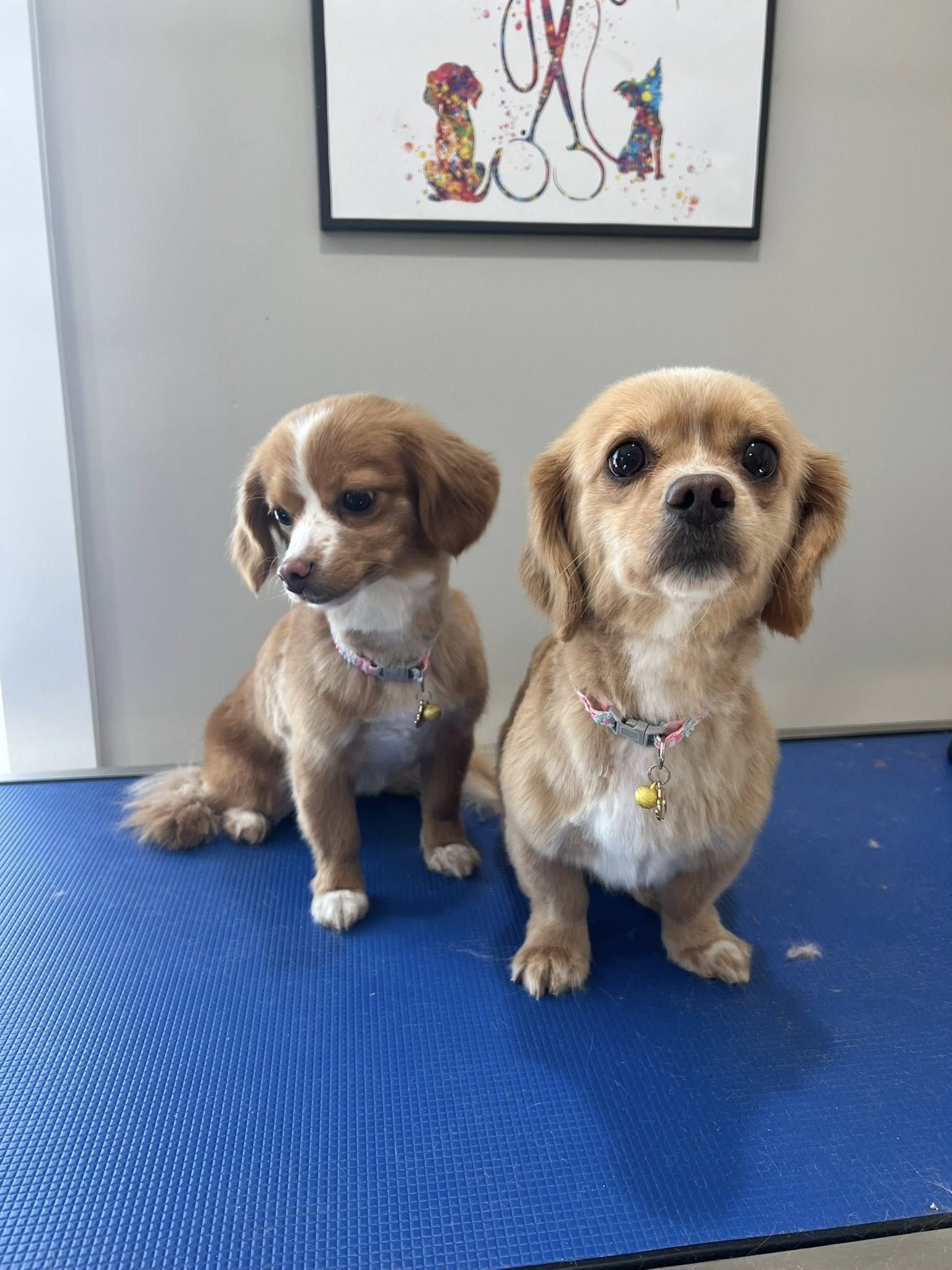 Dog Grooming