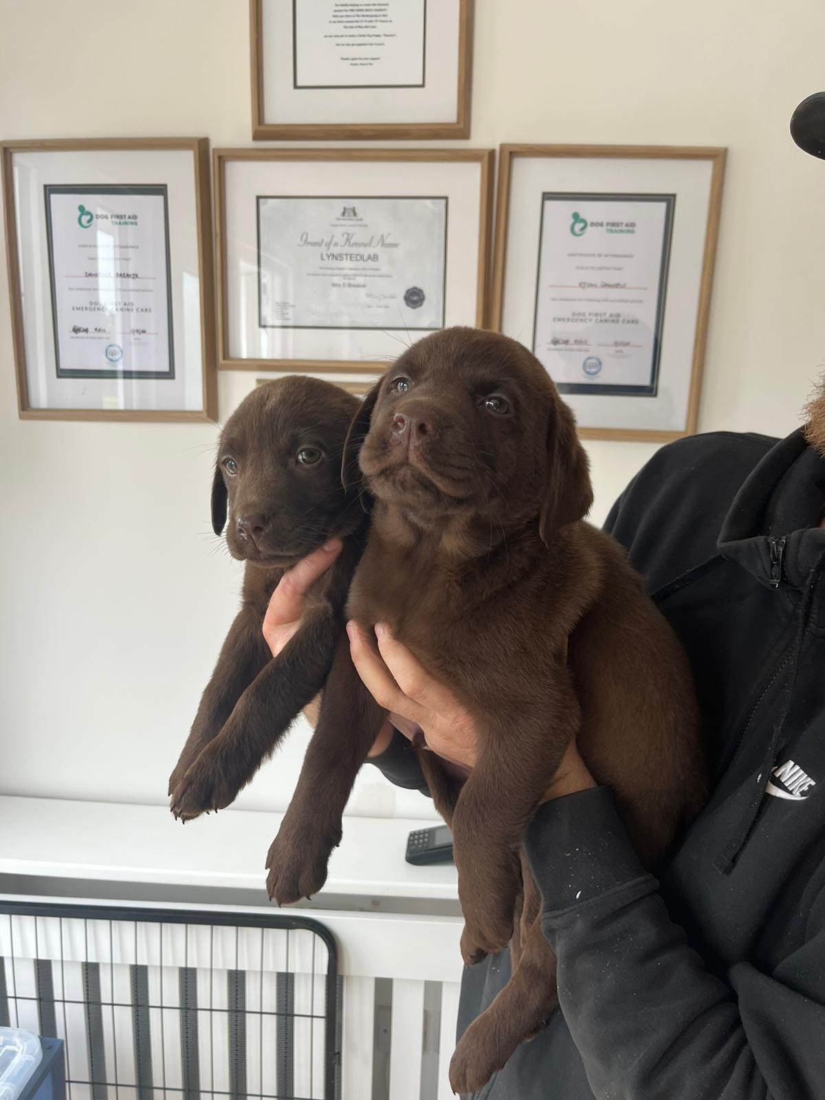 Images Lynsted Labs Ltd. - Labrador Breeder Kent Yellow Black Fox Red Chocolate