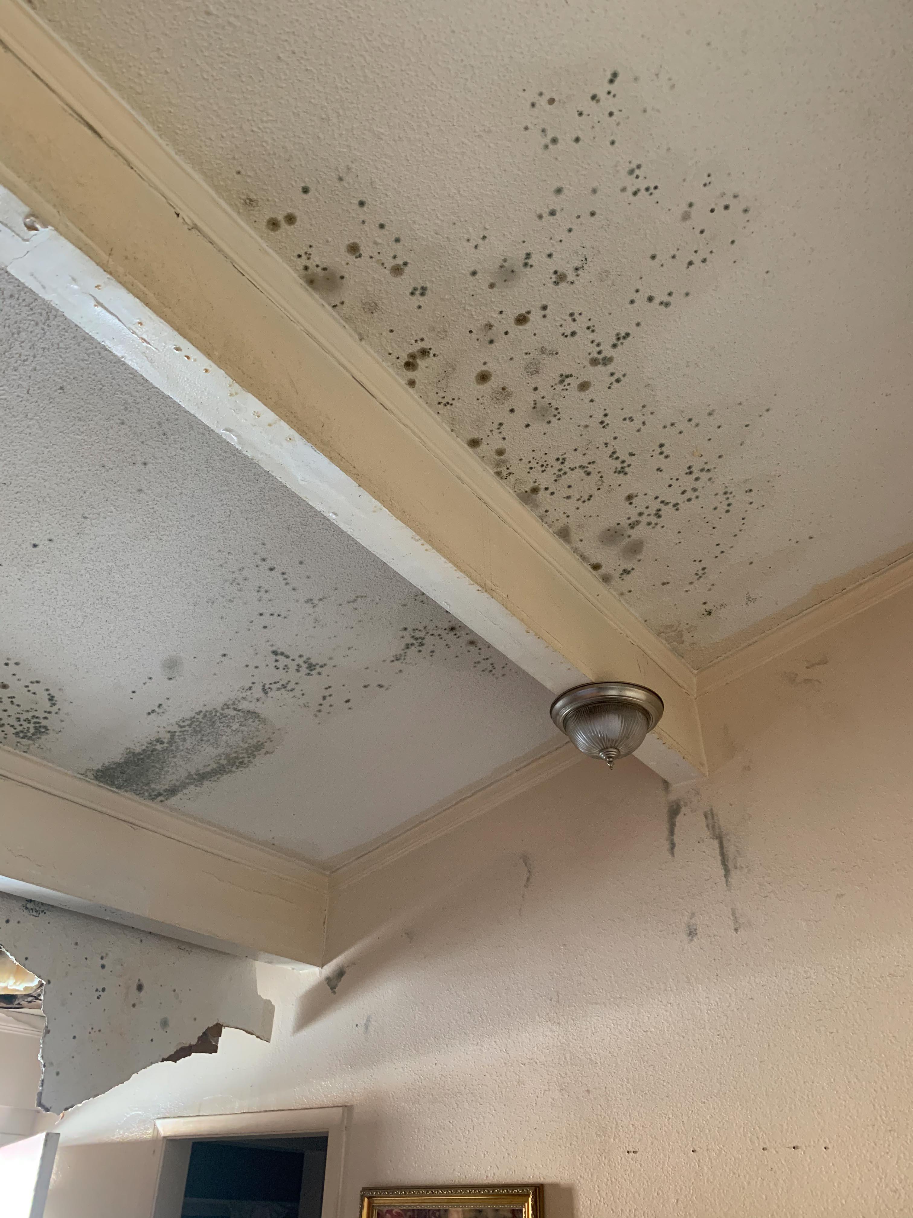 Mold can get out of hand quickly, we have a 24/7 response to any of your mold emergencies.