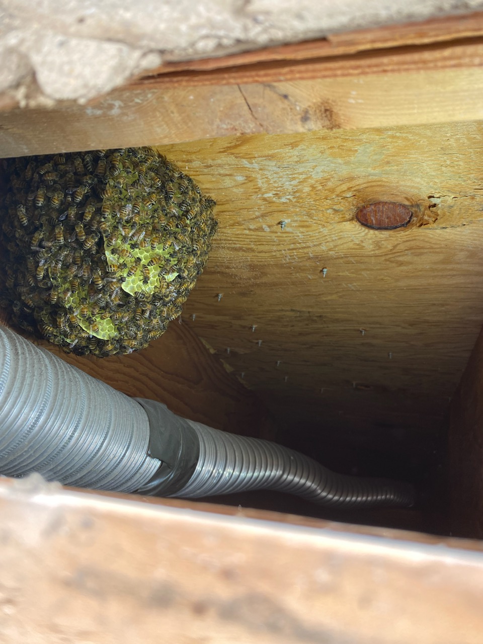 Superior Bee Control - Safe bee removal 