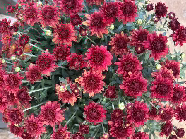 Images Froggy Bottom Materials