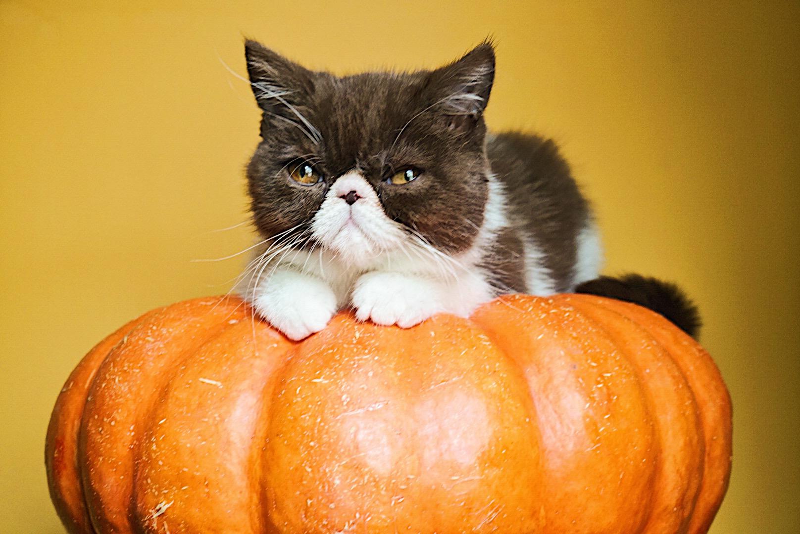 The Charleston Cat Groomer Photo