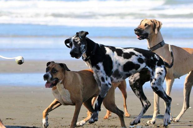 Images Pawfection Pet Care