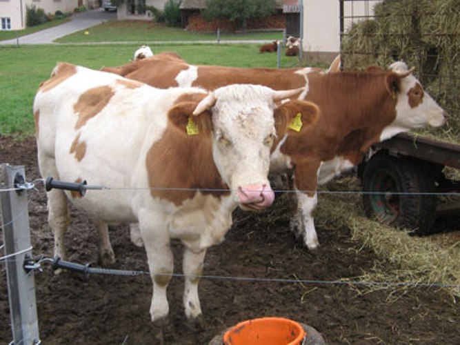 Gaststätte Wichtelhof, Wildenbergen 8a in Rohr-Wildenbergen