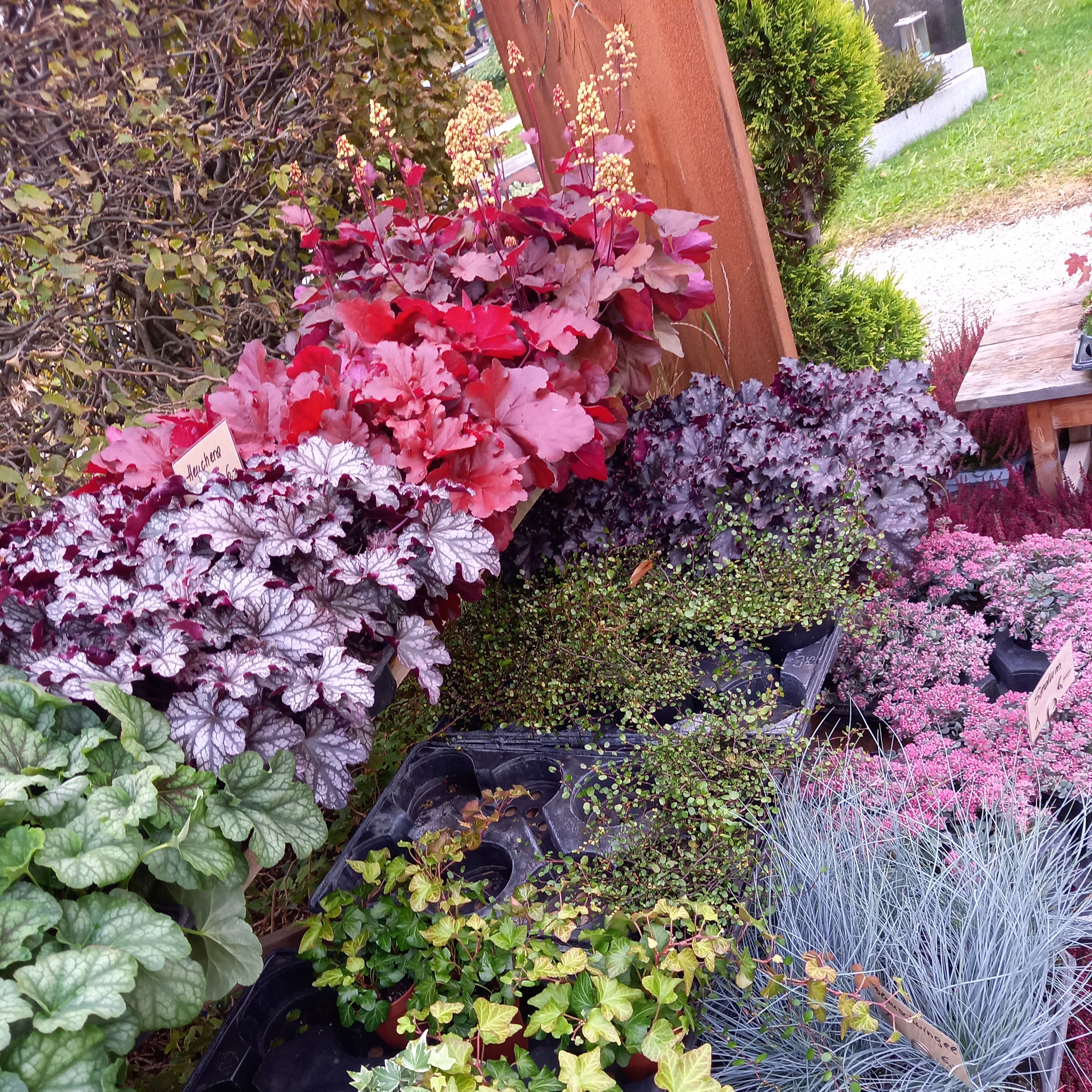 Bild 36 von Grün-Zone