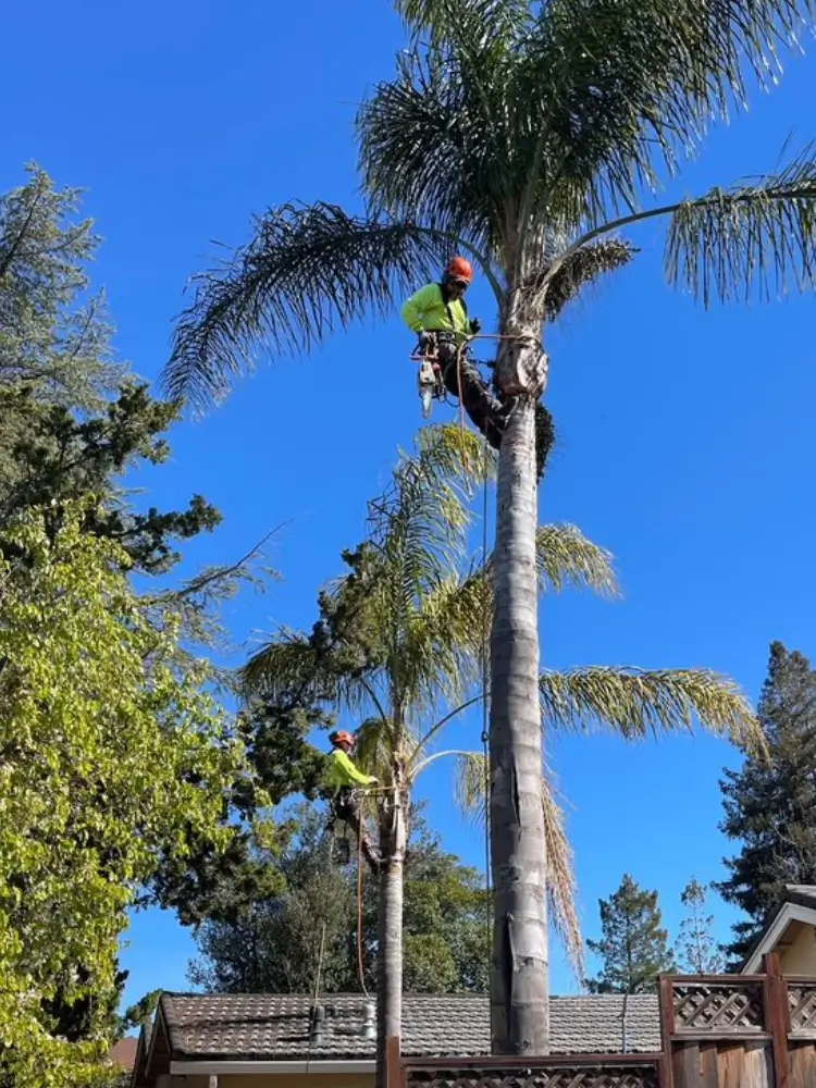 Majestic Tree Service